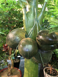 T0129 Coconut Bunch
