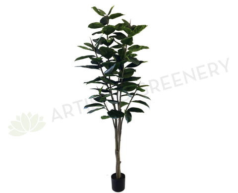 T0130 Rubber Tree / Ficus Elastica Ruby 170cm
