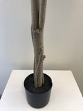 T0130 Rubber Tree / Ficus Elastica Ruby 170cm