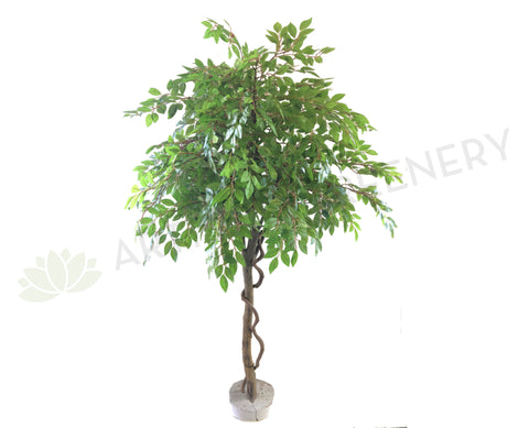 T0135 Weeping Ficus 145cm Real Tree Trunk (SPECIAL)