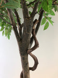 T0135 Weeping Ficus 145cm Real Tree Trunk (SPECIAL)