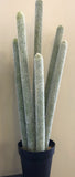 T0138B Multiple Finger Cactus (Grey) 90cm