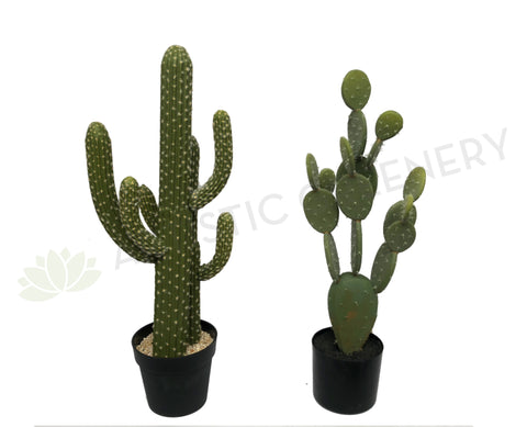 T0138 Finger Cactus & Pear Cactus in Pot 4 Styles