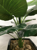 T00149 Taro Plant / Colocasia Esculenta 75cm Real Touch Leaves