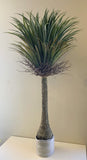 T0151 Dragon Palm (Dracaena Draco) 150cm | ARTISTIC GREENERY