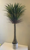 T0151 Dragon Palm (Dracaena Draco) 150cm