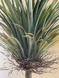 T0151 Dragon Palm (Dracaena Draco) 150cm | ARTISTIC GREENERY