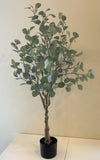 T0157 Eucalyptus Polyanthemos 120cm