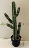 T0160 Cactus in Pot 4 Styles 70-78cm