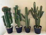 T0160 Cactus in Pot 4 Styles 70-78cm