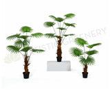 T0161 Fan Palm 3 Sizes 160 / 190 / 240cm | ARTISTIC GREENERY