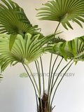 T0161 Fan Palm 3 Sizes 160 / 190 / 240cm | ARTISTIC GREENERY