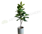 T0166 Rubber Tree 180cm