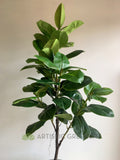 T0166 Rubber Tree 180cm