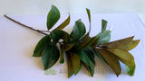 T0167 Artificial Magnolia Foilage / Branch 128cm | ARTISTIC GREENERY