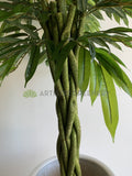 T0168 Artificial Banana-leaf Ficus Twisted Base 180cm | ARTISTIC GREENERY
