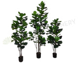 T0169 Fiddle Fig Leaf Tree Available in 3 Sizes 120 / 160 / 180cm | ARTISTIC GREENERY