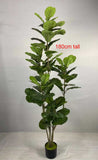 T0169 Fiddle Fig Leaf Tree Available in 3 Sizes 120 / 160 / 180cm | ARTISTIC GREENERY
