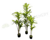 T0170 Dracena Plant Available in 3 Sizes 120 / 150 / 180cm | ARTISTIC GREENERY
