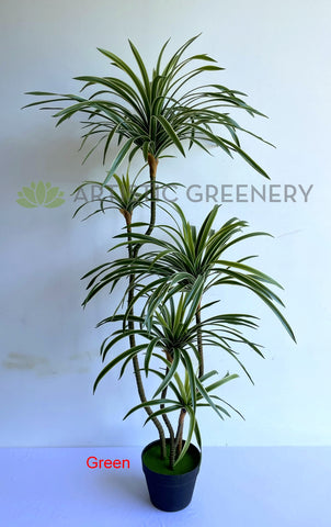 dracaena marginata yucca T0173 Dracaena Marginata Yucca 130cm / 150cm / 180cm Variegated Green / Red