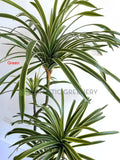 GREEN - T0173 Faux Dracaena Marginata Yucca 130cm Green or Red | ARTISTIC GREENERY