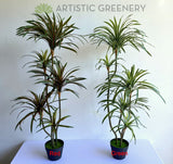 T0173 Faux Dracaena Marginata Yucca 130cm Green or Red | ARTISTIC GREENERY