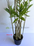 T0174 Artificial Dracaena Reflexa (Song of India) 150 / 180cm | ARTISTIC GREENERY