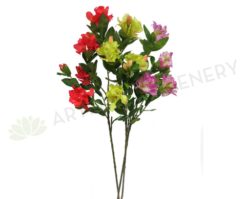 Clearance Stock - Rhodedendron 105cm