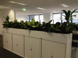 Iluka - Artificial Plants for Filing Cabinets